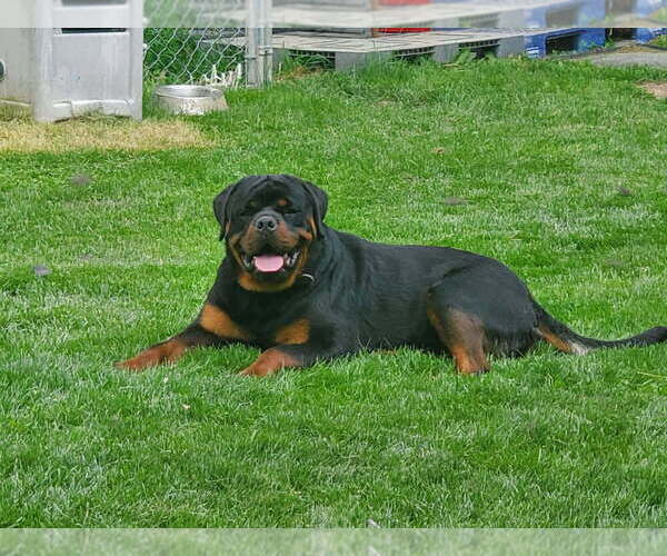 Medium Photo #1 Rottweiler Puppy For Sale in GREEN SPRINGS, OH, USA