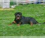 Small Photo #1 Rottweiler Puppy For Sale in GREEN SPRINGS, OH, USA