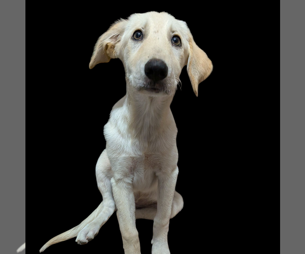 Medium Photo #1 Labrador Retriever-Unknown Mix Puppy For Sale in Vail, AZ, USA