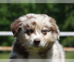 Small Photo #4 Australian Shepherd Puppy For Sale in OZARK, AR, USA