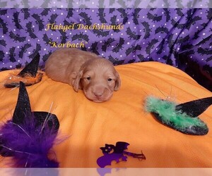 Dachshund Puppy for sale in CUTLER BAY, FL, USA