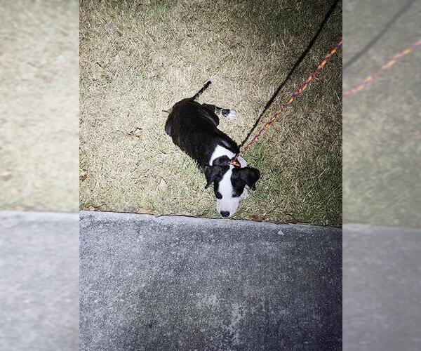 Medium Photo #1 Mutt Puppy For Sale in San Antonio, TX, USA