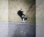 Small Mutt