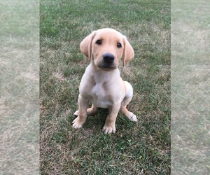 Labrador Retriever Puppy for sale in SACRED HEART, MN, USA