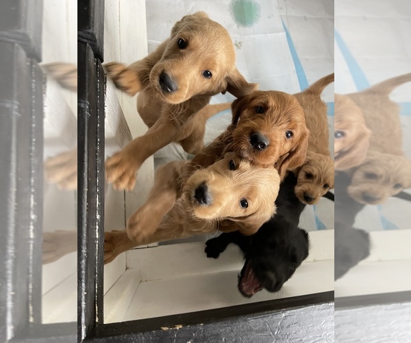 Medium Photo #1 Labradoodle Puppy For Sale in KEARNY, NJ, USA