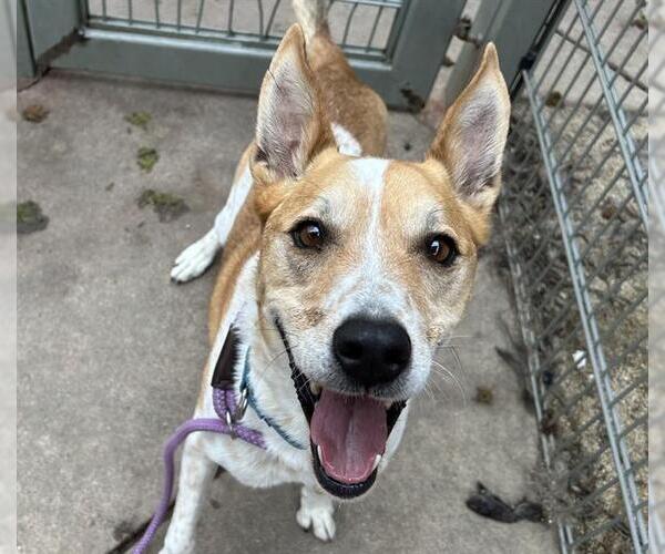 Medium Photo #2 German Shepherd Dog-Unknown Mix Puppy For Sale in Martinez, CA, USA