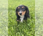 Small #3 Dachshund