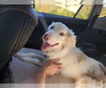 Small #5 Australian Shepherd Mix