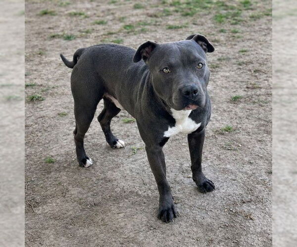 Medium Photo #2 Mutt Puppy For Sale in Riverside, CA, USA