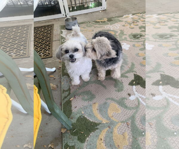 Medium Photo #3 Shih Tzu-Unknown Mix Puppy For Sale in Santa Clarita, CA, USA
