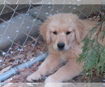Small #1 Golden Retriever