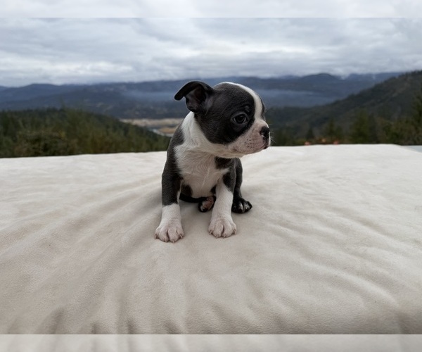 Medium Photo #4 Boston Terrier Puppy For Sale in OROVILLE, CA, USA