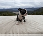 Small #3 Boston Terrier