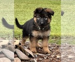 Puppy Brisa German Shepherd Dog