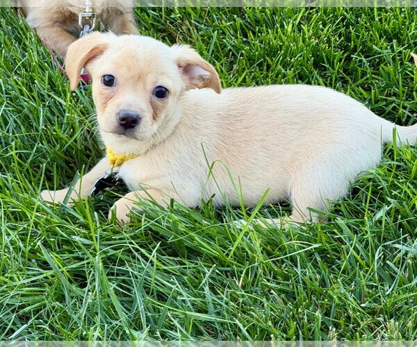 Medium Photo #3 Beagle-Unknown Mix Puppy For Sale in Plainfield, IL, USA