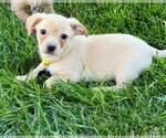 Small #2 Beagle Mix