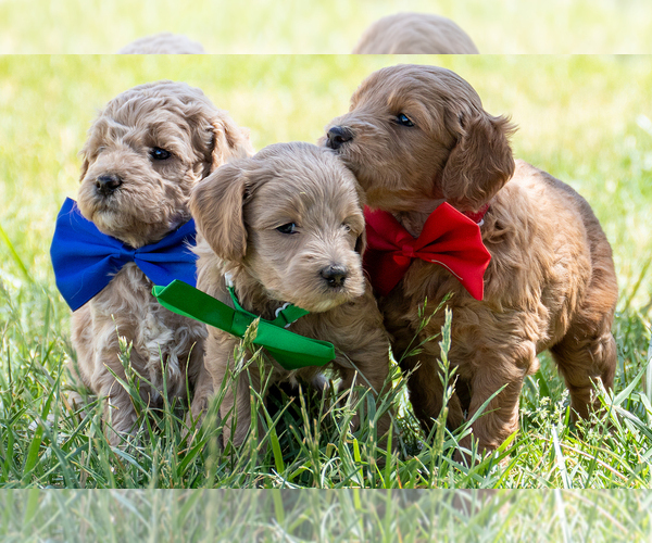 Medium Photo #4 Goldendoodle (Miniature) Puppy For Sale in ROY, UT, USA
