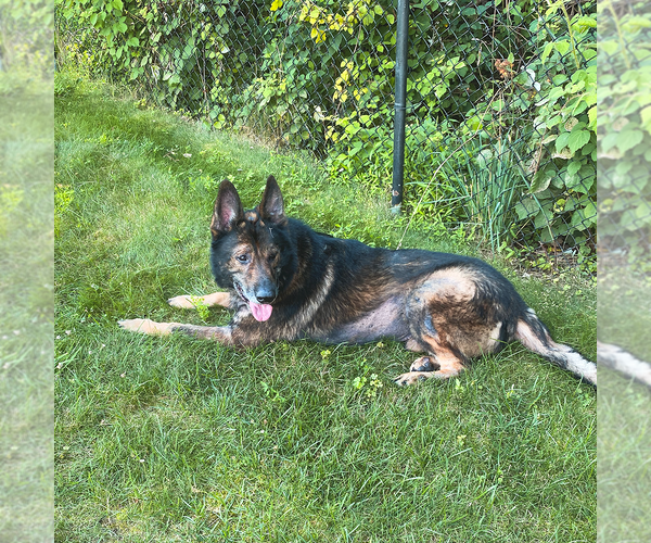 Medium Photo #2 German Shepherd Dog Puppy For Sale in Millburn, NJ, USA