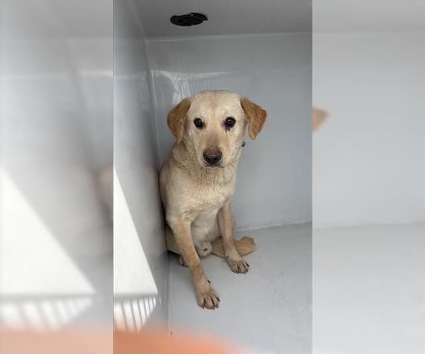 Medium Photo #1 Labrador Retriever Puppy For Sale in Houston, TX, USA