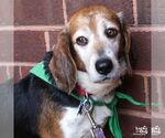 Small #3 Beagle