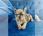 Small #47 French Bulldog