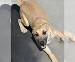Small #5 Mutt