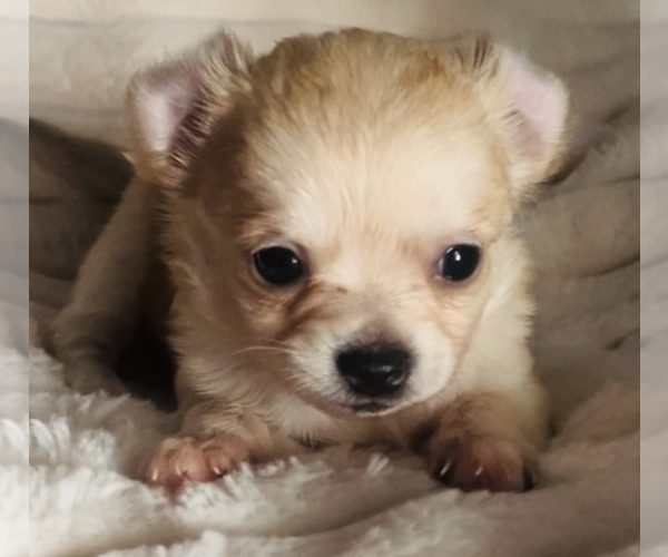 Medium Photo #8 Chihuahua Puppy For Sale in ADAMSVILLE, TN, USA