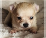 Small #7 Chihuahua