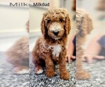 Small Photo #2 Poodle (Standard)-Unknown Mix Puppy For Sale in LEXINGTON, IN, USA