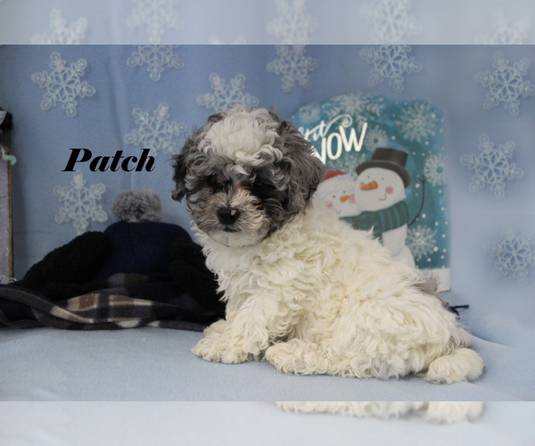 Medium Photo #20 Poodle (Toy) Puppy For Sale in CHANUTE, KS, USA