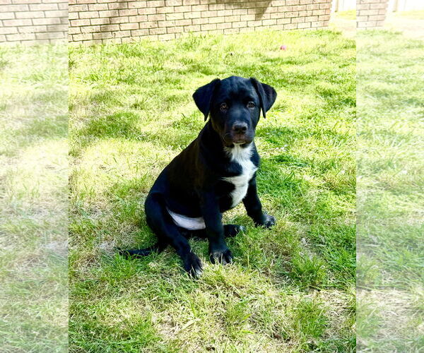 Medium Photo #1 Mastador Puppy For Sale in Texarkana, TX, USA