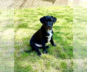 Mastador Dogs for adoption in Texarkana, TX, USA