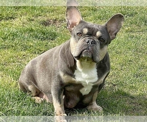 Mother of the French Bulldog puppies born on 12/15/2023