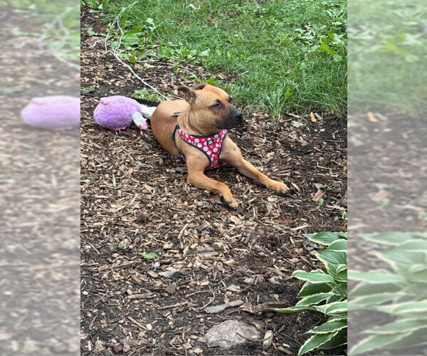 Medium Photo #1 American Pit Bull Terrier-Unknown Mix Puppy For Sale in Princeton, MN, USA