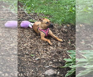 American Pit Bull Terrier-Unknown Mix Dogs for adoption in Princeton, MN, USA