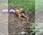 Small American Pit Bull Terrier Mix