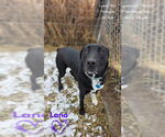 Small #4 Labrador Retriever Mix