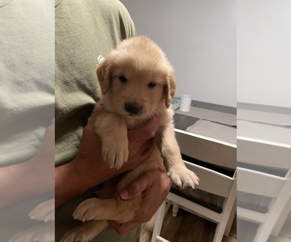 Medium Photo #12 Golden Retriever Puppy For Sale in CLEARWATER, FL, USA