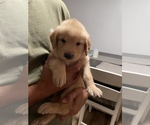 Small Photo #12 Golden Retriever Puppy For Sale in CLEARWATER, FL, USA