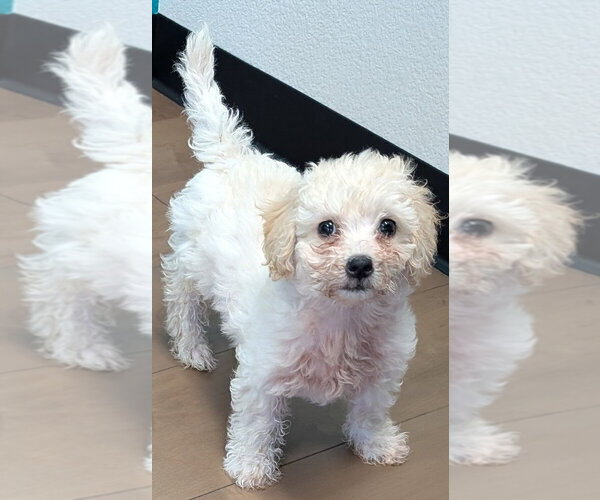 Medium Photo #3 Maltipoo (Miniature) Puppy For Sale in San Bernardino, CA, USA