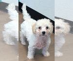 Small #2 Maltipoo (Miniature)