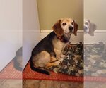 Small Photo #5 Beagle-Unknown Mix Puppy For Sale in Cary, NC, USA