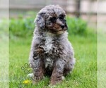 Small #3 Bernedoodle (Miniature)