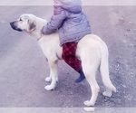 Small #6 Kangal Dog