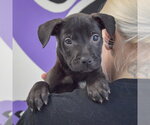 Small #12 American Staffordshire Terrier-Boxer Mix