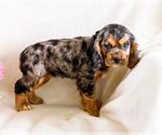 Small Photo #24 Cocker Spaniel Puppy For Sale in WAKARUSA, IN, USA