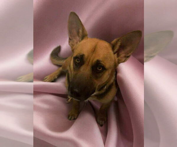 Medium Photo #6 German Shepherd Dog-Unknown Mix Puppy For Sale in Alexander, AR, USA