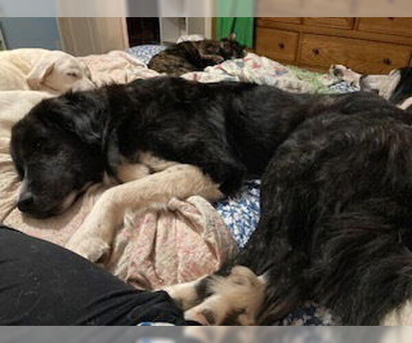 Medium Photo #3 Great Pyrenees-Unknown Mix Puppy For Sale in Silver Spring, MD, USA