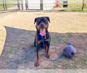 Rottweiler Dogs for adoption in Orange, CA, USA