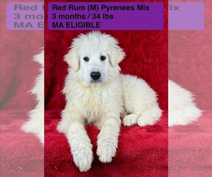 Great Pyrenees-Unknown Mix Dogs for adoption in pomfret, CT, USA